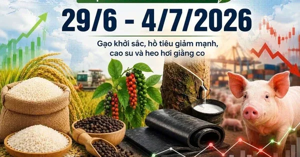 Thị trường hàng hóa tuần qua (29/6 - 4/7): Gạo khởi sắc, hồ tiêu giảm mạnh, cao su và heo hơi giằng co