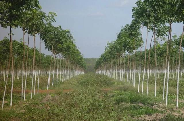 Một doanh nghiệp cao su sắp nhận hơn 3,500 tỷ đồng đền bù, cổ phiếu lên đỉnh lịch sử