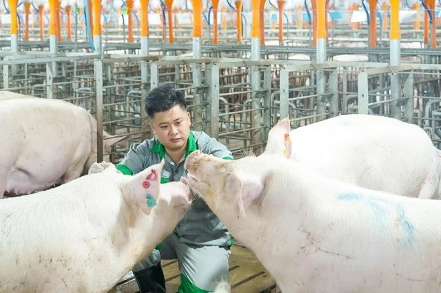 UBND Hà Nội xem xét đề xuất ‘chung cư nuôi heo’ thứ 2 của BAF