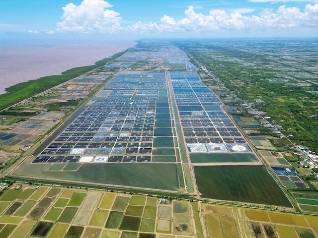 Truy xuất carbon trong thủy sản: Tôm Việt Nam trước các kiểm tra khắt khe của Châu Âu