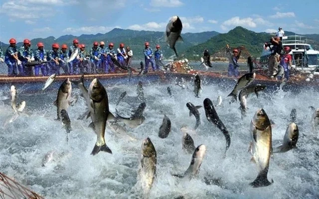 Nhờ đâu Thủy sản Mekong lãi gấp 3 cùng kỳ dù doanh thu sụt 74%?