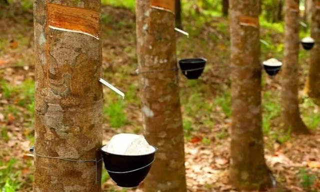 Xuất khẩu cao su hướng tới tăng giá trị qua thị trường tín chỉ carbon