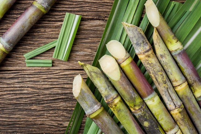Mía đường Sơn La báo lãi lao dốc 72% sau khi chốt chi cổ tức tỷ lệ 100%